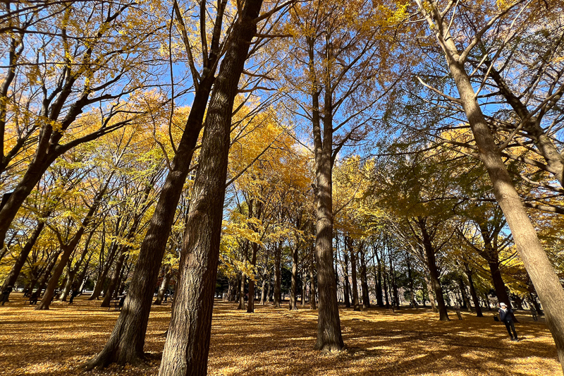 【2025原宿景點】原宿逛街行程這樣玩！竹下通、表參道、明治神宮全攻略