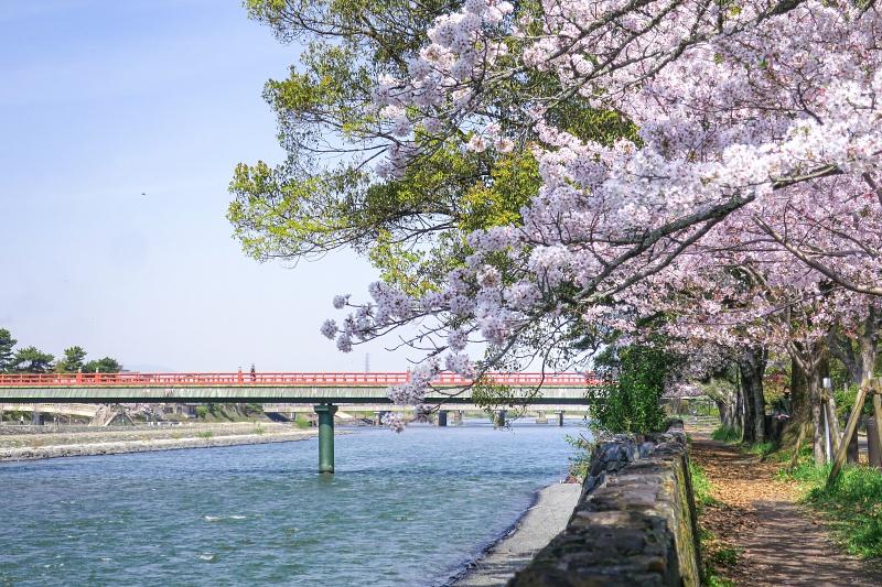 【宇治景點2025】宇治一日遊行程、交通美食全攻略！抹茶控必訪歷史古都