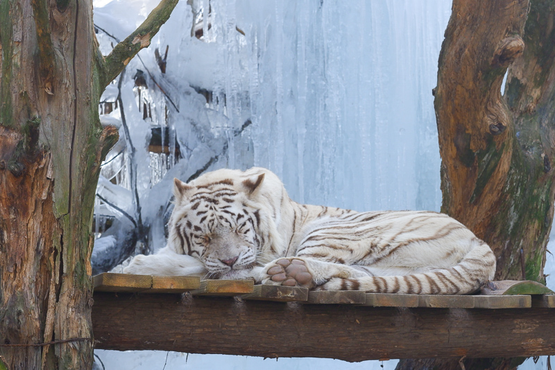 【2025愛寶樂園】韓國最大遊樂園！雲霄飛車、野生動物園＆門票交通全攻略