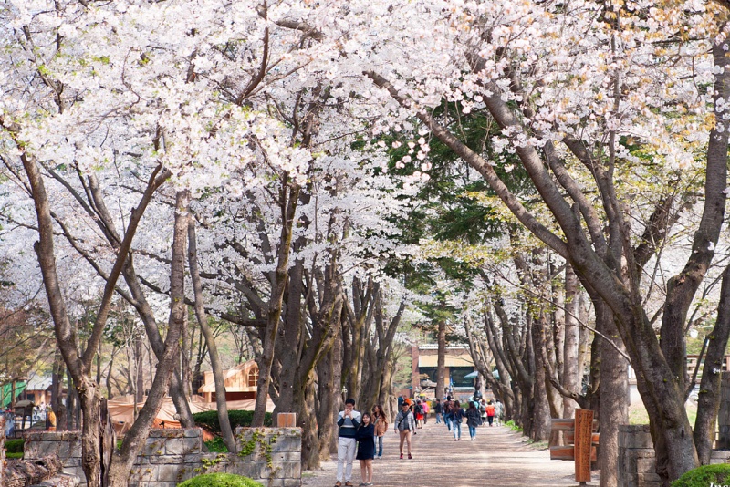 【2025南怡島一日遊】冬季戀歌場景！滑索預約、必吃美食＆門票交通全攻略