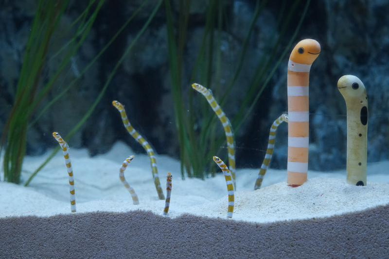 【首爾】COEX水族館：韓國最大室內水族館！2萬隻海洋生物＆美人魚表演好精彩