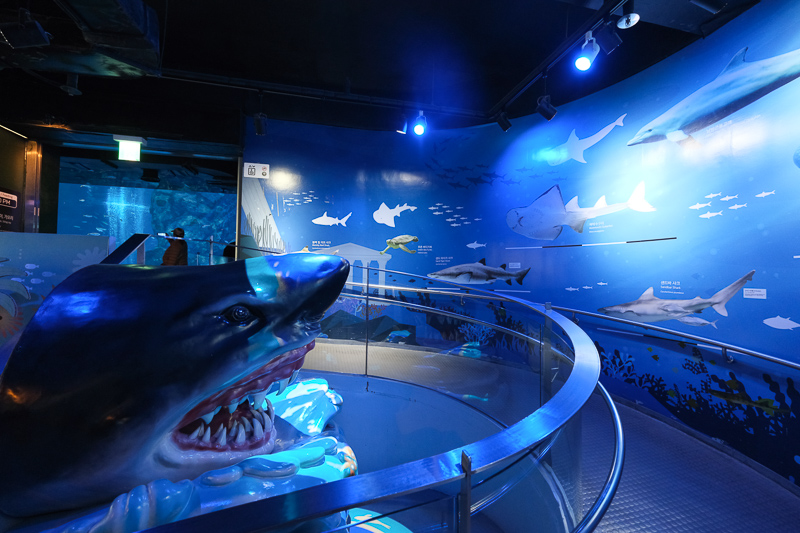 【首爾】COEX水族館：韓國最大室內水族館！2萬隻海洋生物＆美人魚表演好精彩