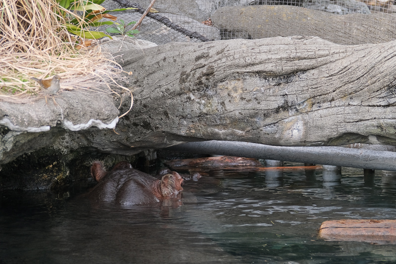 【大阪】天王寺動物園：開業110年超古老動物園！門票交通＆附近景點彙整