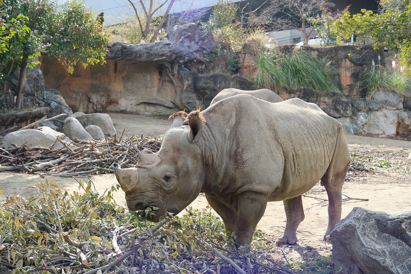 【大阪】天王寺動物園：開業110年超古老動物園！門票交通＆附近景點彙整