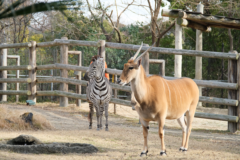 【大阪】天王寺動物園：開業110年超古老動物園！門票交通＆附近景點彙整
