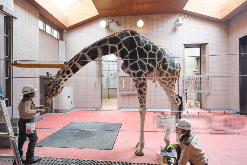 【大阪】天王寺動物園：開業110年超古老動物園！門票交通＆附近景點彙整