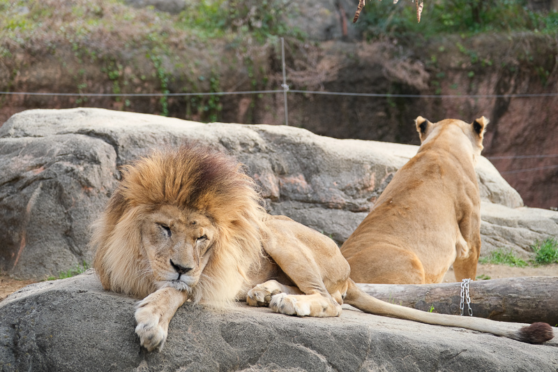 【大阪】天王寺動物園：開業110年超古老動物園！門票交通＆附近景點彙整