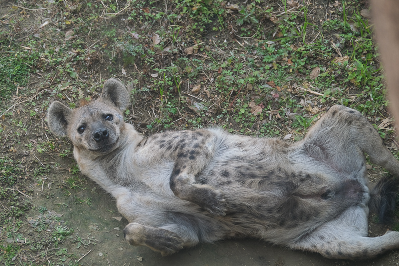 【大阪】天王寺動物園：開業110年超古老動物園！門票交通＆附近景點彙整