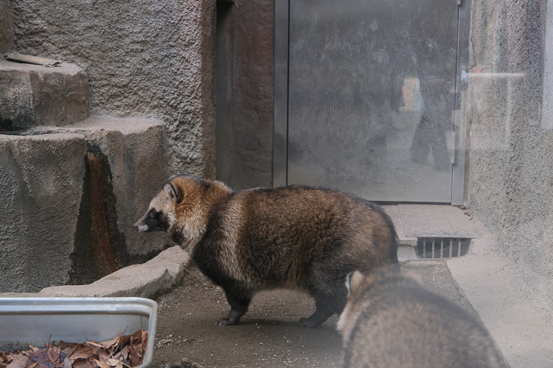 【大阪】天王寺動物園：開業110年超古老動物園！門票交通＆附近景點彙整