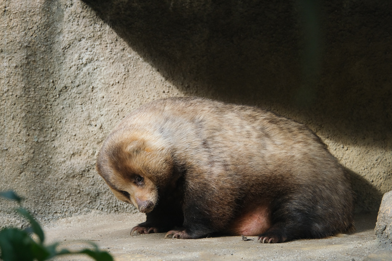 【大阪】天王寺動物園：開業110年超古老動物園！門票交通＆附近景點彙整