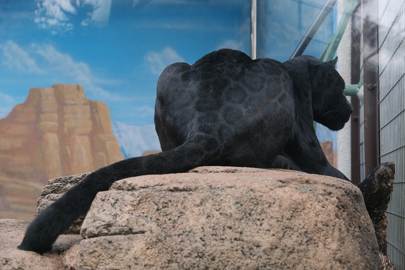 【大阪】天王寺動物園：開業110年超古老動物園！門票交通＆附近景點彙整