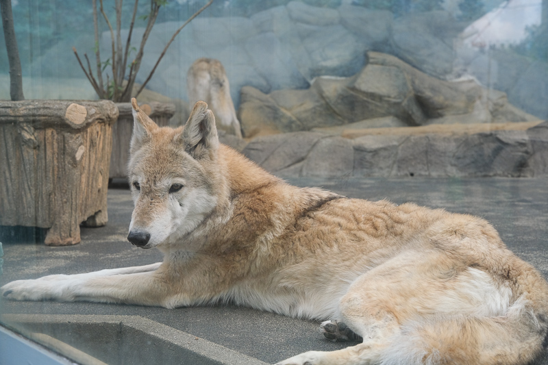 【大阪】天王寺動物園：開業110年超古老動物園！門票交通＆附近景點彙整