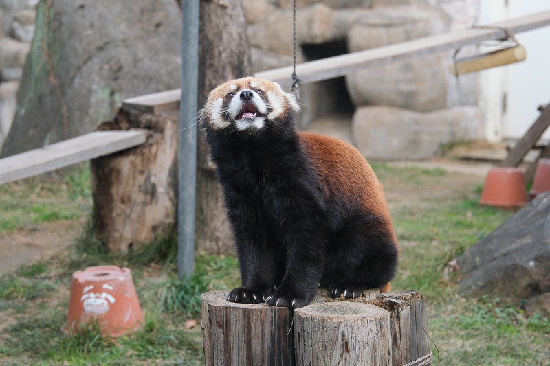 【大阪】天王寺動物園：開業110年超古老動物園！門票交通＆附近景點彙整