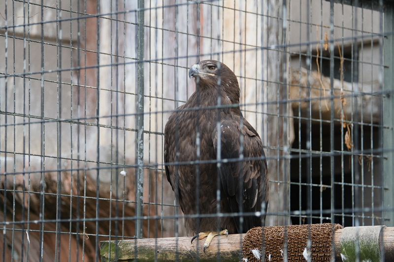 【大阪】天王寺動物園：開業110年超古老動物園！門票交通＆附近景點彙整