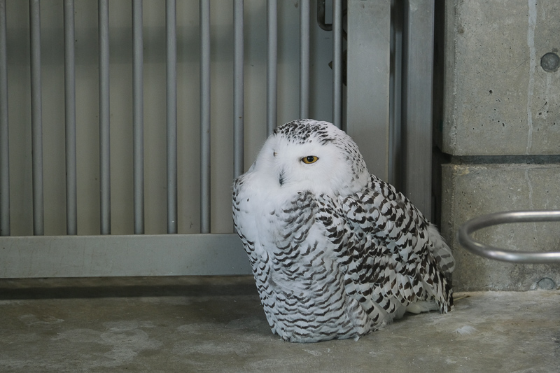 【大阪】天王寺動物園：開業110年超古老動物園！門票交通＆附近景點彙整