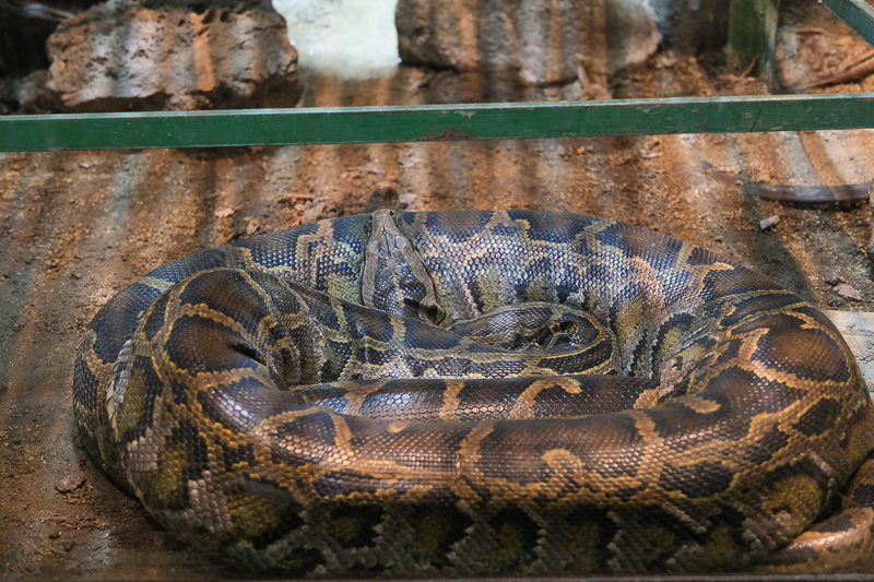 【大阪】天王寺動物園：開業110年超古老動物園！門票交通＆附近景點彙整