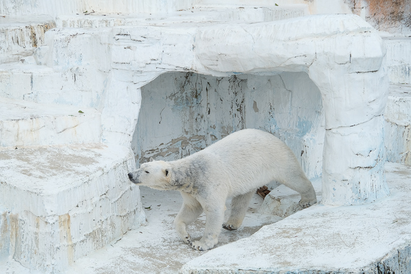 【大阪】天王寺動物園：開業110年超古老動物園！門票交通＆附近景點彙整