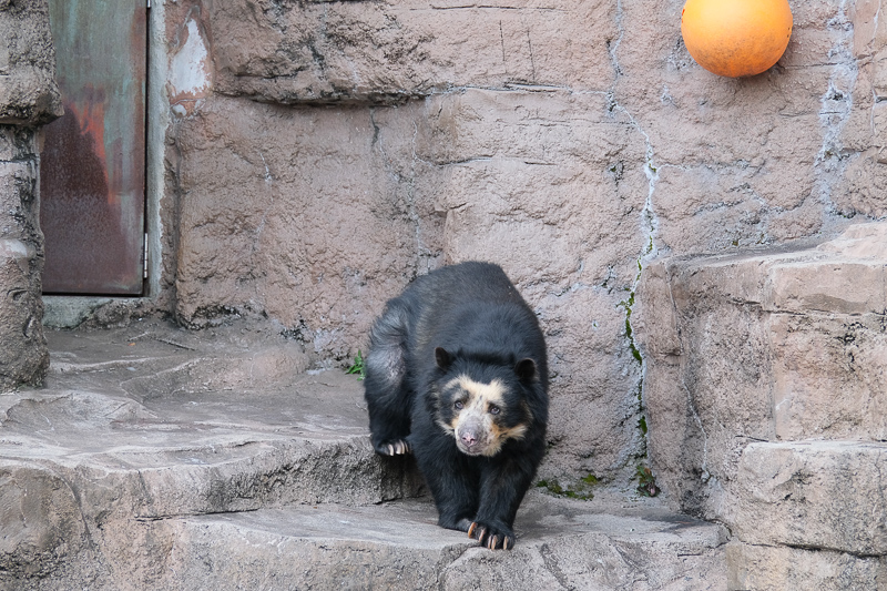 【大阪】天王寺動物園：開業110年超古老動物園！門票交通＆附近景點彙整