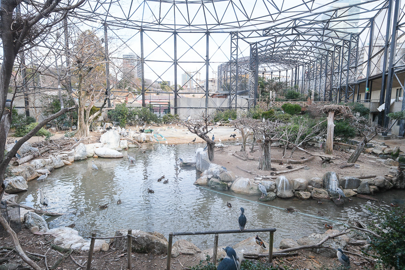 【大阪】天王寺動物園：開業110年超古老動物園！門票交通＆附近景點彙整