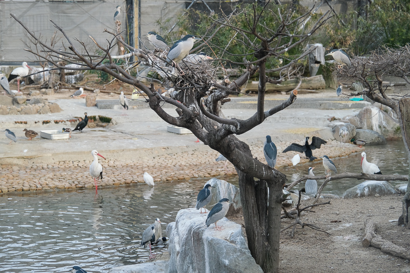 【大阪】天王寺動物園：開業110年超古老動物園！門票交通＆附近景點彙整