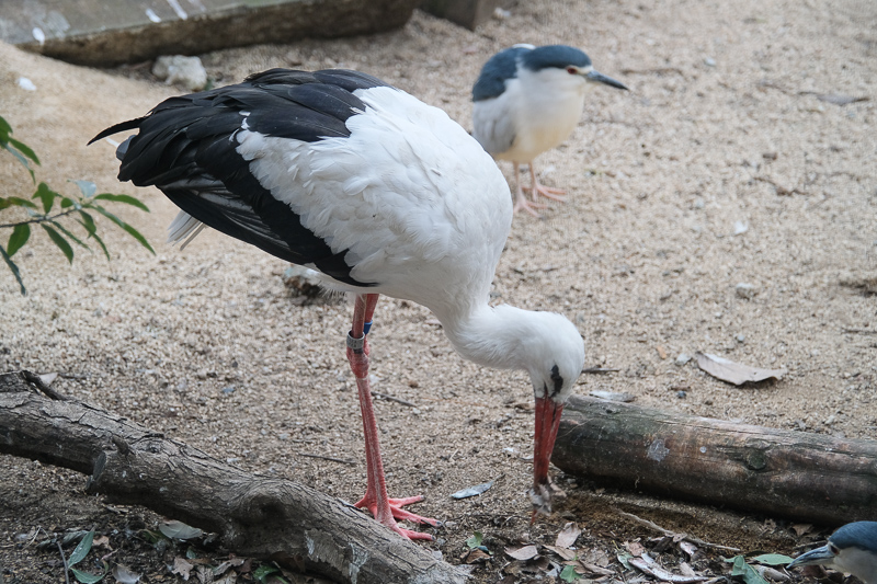 【大阪】天王寺動物園：開業110年超古老動物園！門票交通＆附近景點彙整