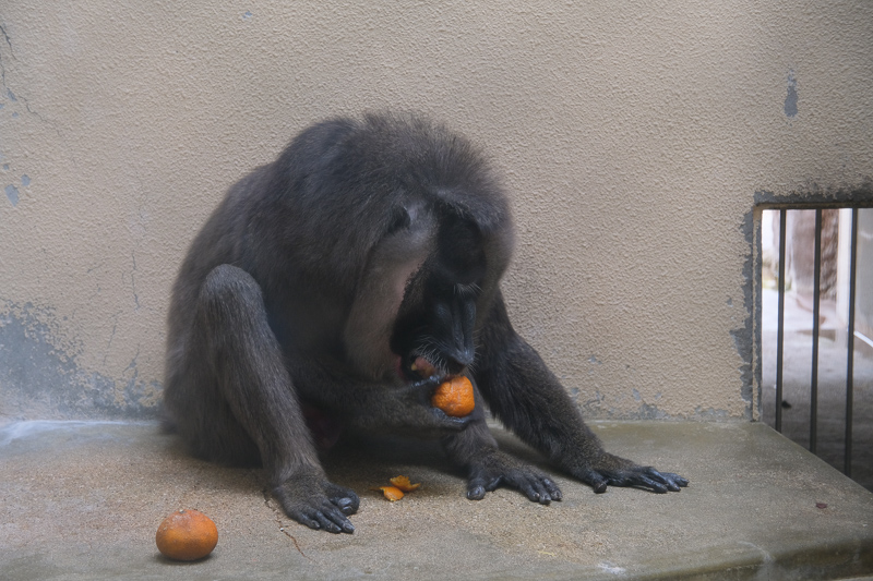 【大阪】天王寺動物園：開業110年超古老動物園！門票交通＆附近景點彙整