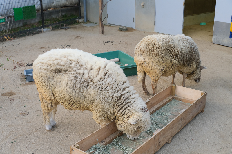 【大阪】天王寺動物園：開業110年超古老動物園！門票交通＆附近景點彙整
