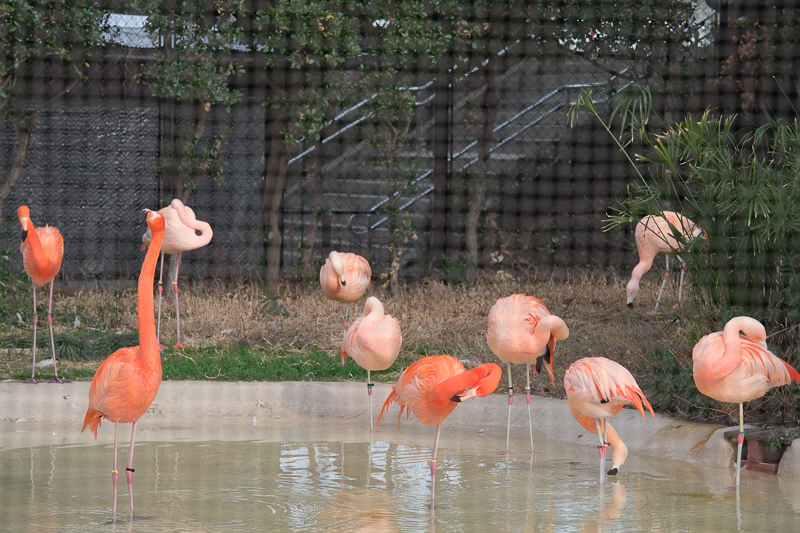 【大阪】天王寺動物園：開業110年超古老動物園！門票交通＆附近景點彙整