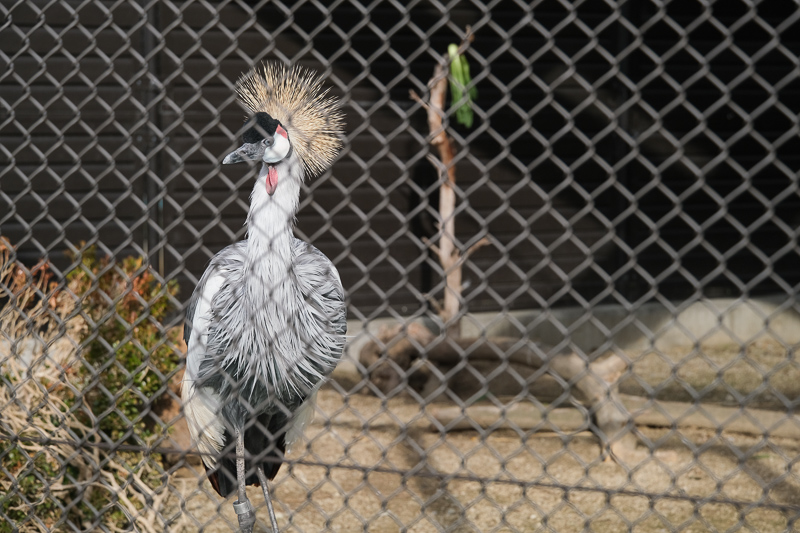 【大阪】天王寺動物園：開業110年超古老動物園！門票交通＆附近景點彙整