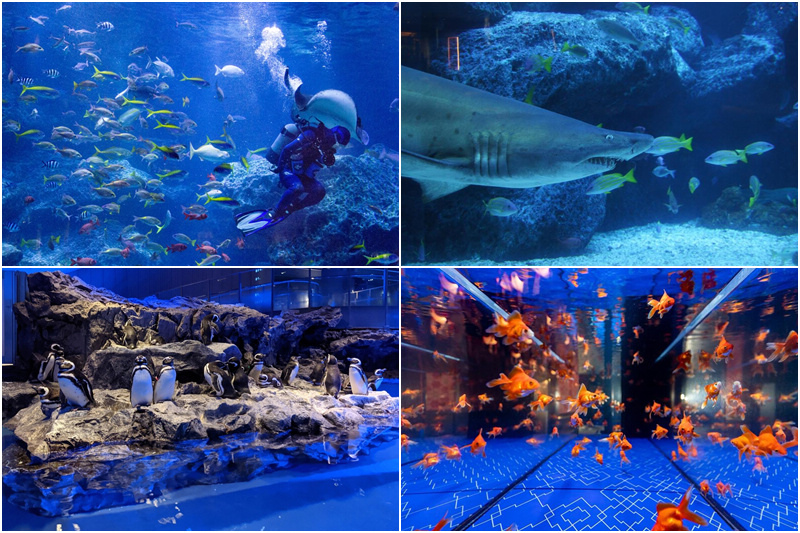 墨田水族館.jpg