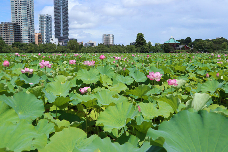 【東京上野公園】上野恩賜公園地圖攻略！櫻花楓葉＆交通美食必去