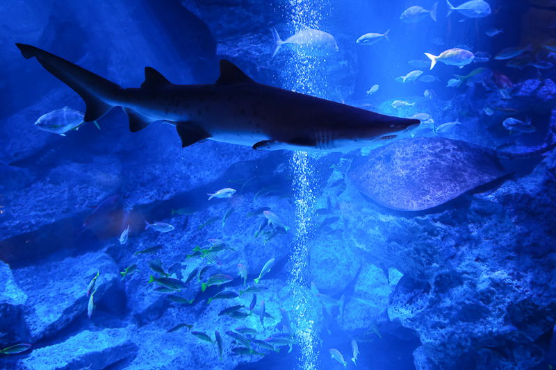 【東京】墨田水族館：晴空塔內超萌企鵝水母！門票優惠＆必看重點