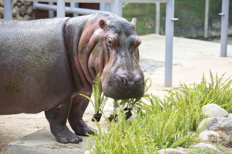 【新竹市立動物園】超美文青風動物園！門票交通美食＆附近景點一