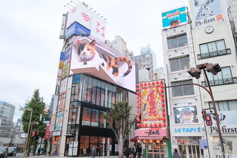 【新宿景點推薦】2024東京新宿一日遊行程！新宿御苑、歌舞伎