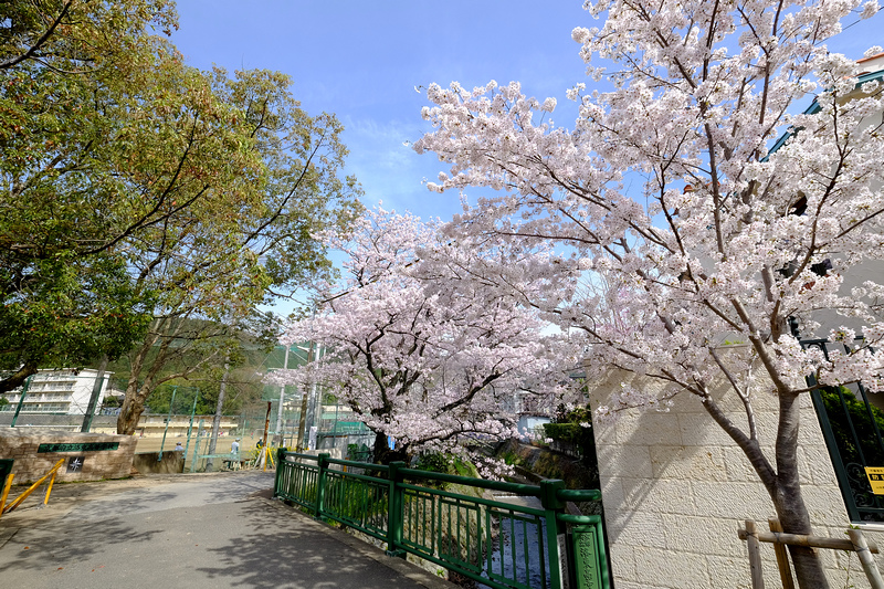 【京都賞櫻】山科疏水櫻花與乘船：美到流淚！油菜花和櫻花雙重奏