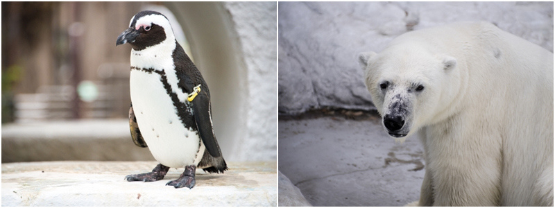 上野動物園.jpg