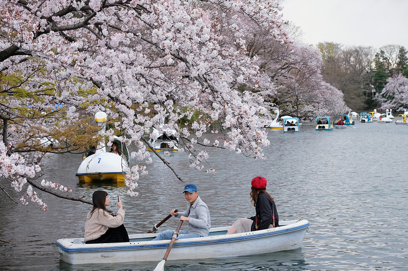 【東京吉祥寺】井之頭恩賜公園：看櫻花、野餐踩天鵝船，楓葉也很