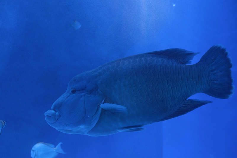 【東京】品川水族館Maxell Aqua Park：海豚秀超