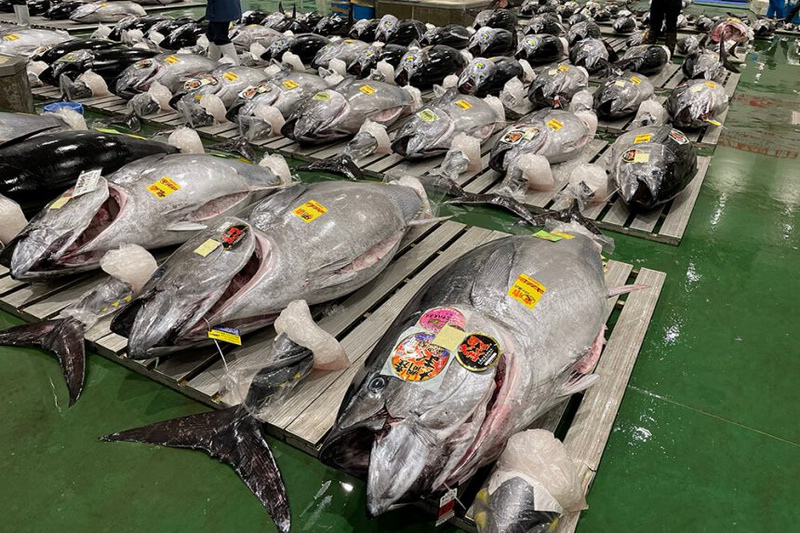 【豐洲市場必吃攻略】2024東京豐洲市場美食吃透透！壽司、豬