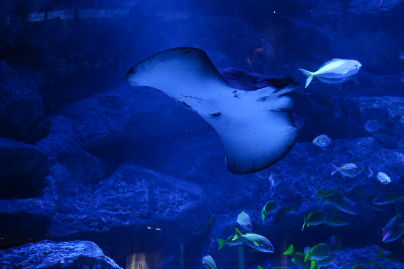 【東京】墨田水族館：晴空塔內超萌企鵝水母！門票優惠＆必看重點
