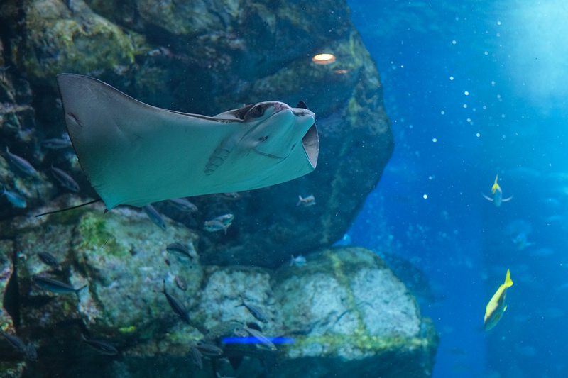 【東京】品川水族館Maxell Aqua Park：海豚秀超