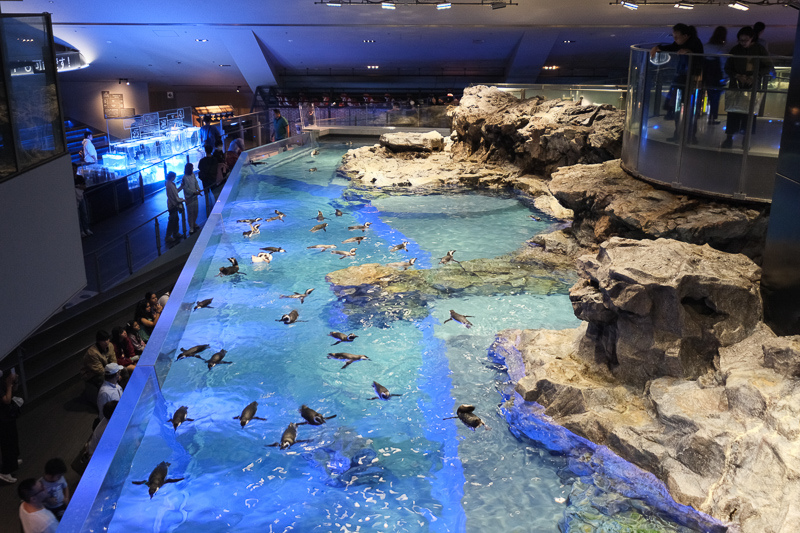 【東京】墨田水族館：晴空塔內超萌企鵝水母！門票優惠＆必看重點