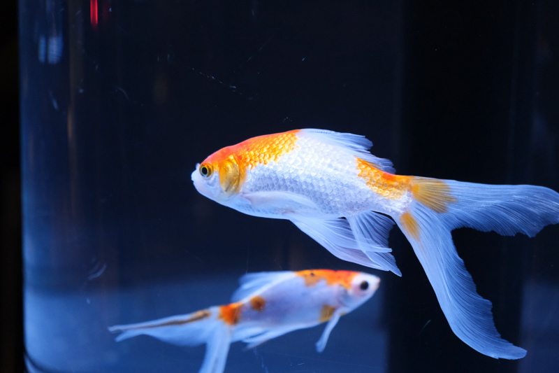 【東京】墨田水族館：晴空塔內超萌企鵝水母！門票優惠＆必看重點