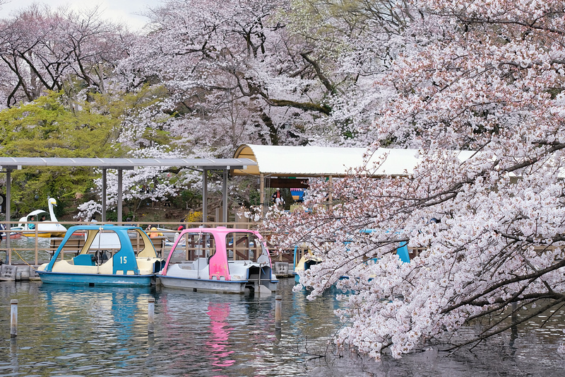 【東京吉祥寺】井之頭恩賜公園：看櫻花、野餐踩天鵝船，楓葉也很