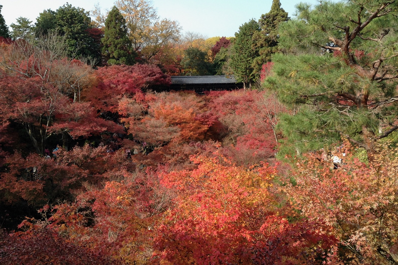 【京都賞楓景點】東福寺：楓葉之王美譽！通天橋紅葉火海般超吸睛