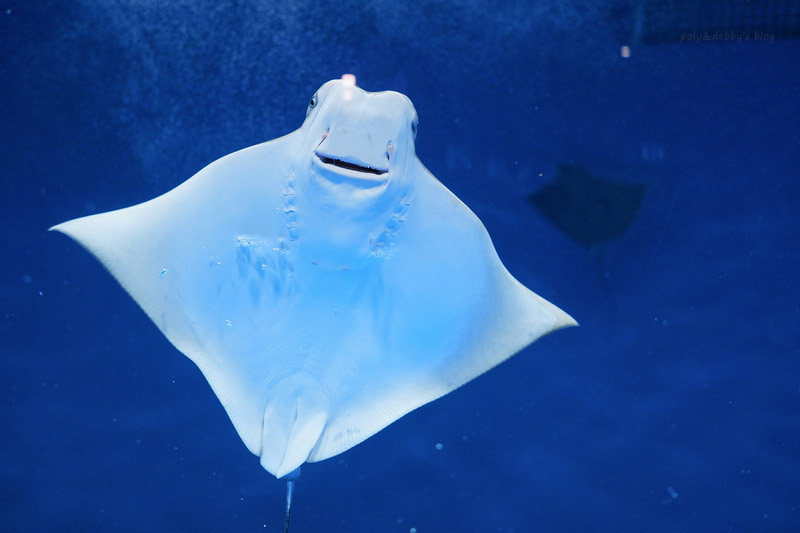 【桃園Xpark水族館】2024最新必看亮點、門票優惠、玩樂