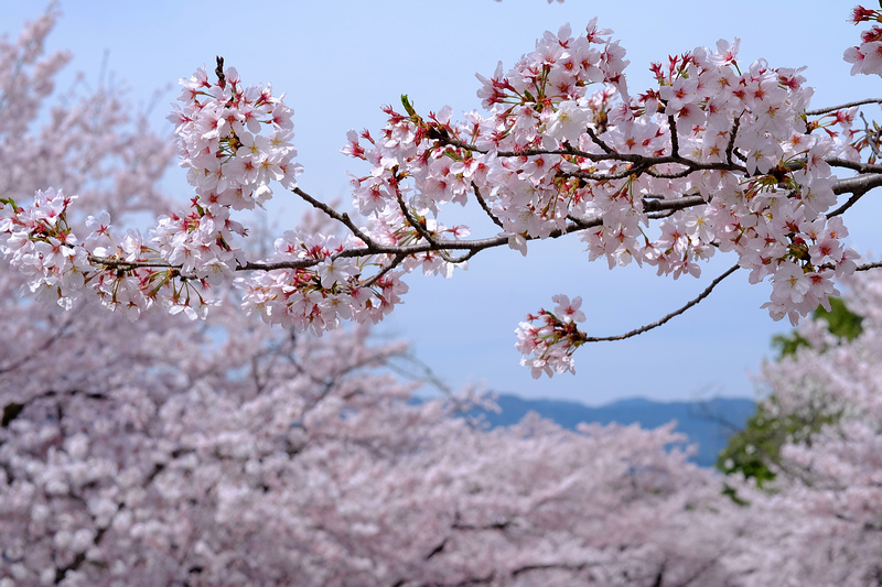 【京都】蹴上傾斜鐵道櫻花：廢棄鐵道搭盛開櫻花，人潮洶湧賞櫻景