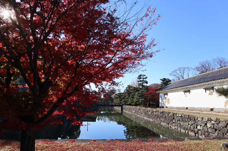 【京都】元離宮二條城：世界遺產！著名大政奉還場地，櫻花楓葉也