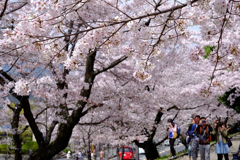 【京都】蹴上傾斜鐵道櫻花：廢棄鐵道搭盛開櫻花，人潮洶湧賞櫻景