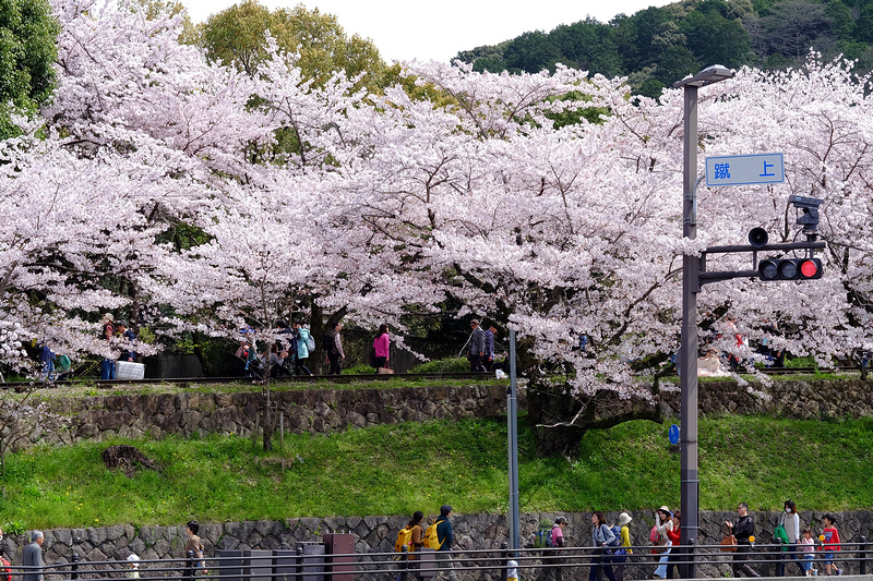 【京都】蹴上傾斜鐵道櫻花：廢棄鐵道搭盛開櫻花，人潮洶湧賞櫻景